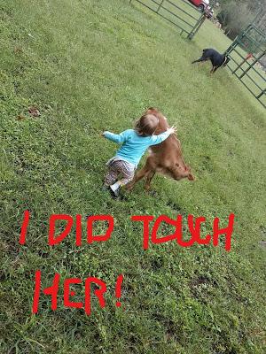 Josie and the New Calfie