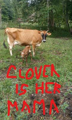 Josie and the New Calfie