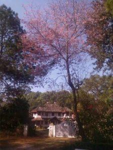 Cherry tree in Pyin Oo Lwin