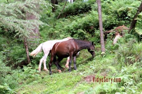 A trip to Chail, Himachal Pradesh