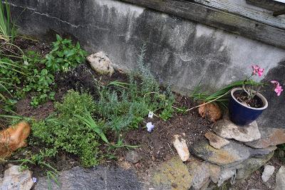 Time to Plant the Pansies