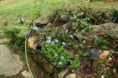 Time to Plant the Pansies