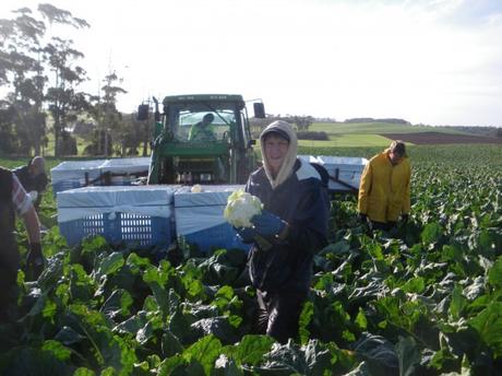 Top Tips for Working on a Farm while Travelling Top Tips for Working on a Farm while Travelling