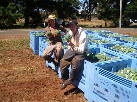 Top Tips for Working on a Farm while Travelling Top Tips for Working on a Farm while Travelling