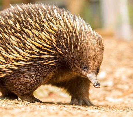 World's only echidna –  allergic to  her sole food source