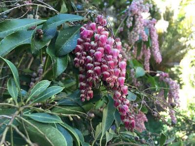 Visit the Witches Garden in early November