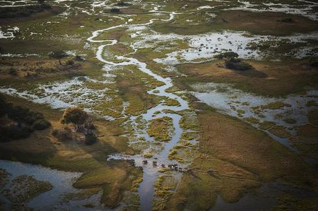 Elephants wade through water that floods the Okavango Delta annually after flowing down from the Angolan Highlands. Shot on assignment for a National Geographic magazine story about the National Geographic Okavango Wilderness Project