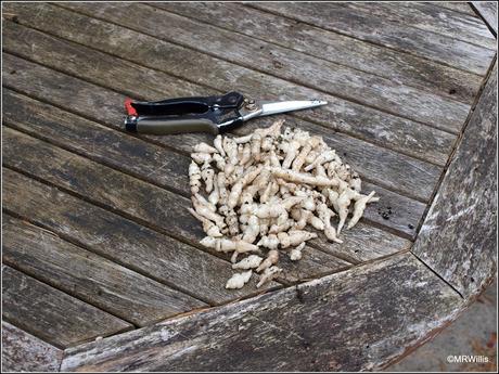 Harvesting Chinese Artichokes