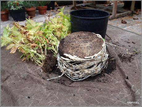 Harvesting Chinese Artichokes