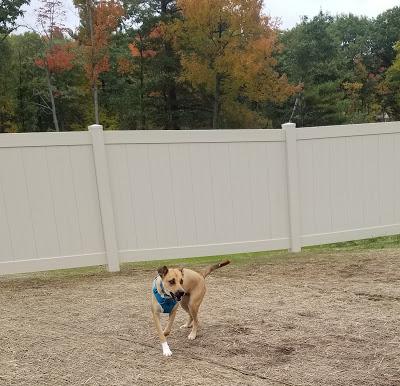 Jake @ the Dog Park