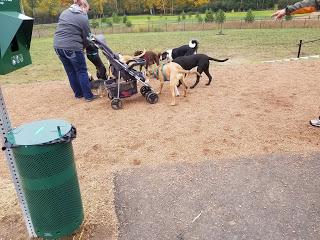 Jake @ the Dog Park