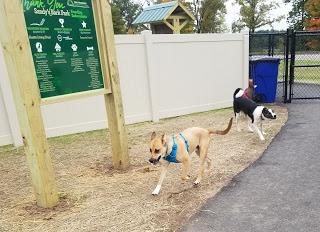 Jake @ the Dog Park