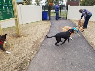 Jake @ the Dog Park