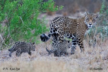 Save a jaguar by eating less meat