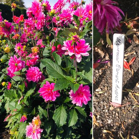 Plant Identifier App, Dahlias and West Dean Gardens.