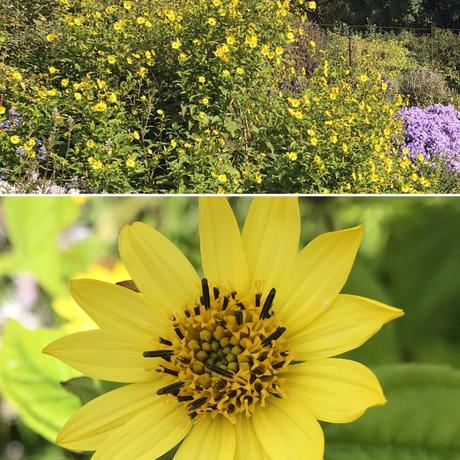 Plant Identifier App, Dahlias and West Dean Gardens.