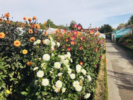 Plant Identifier App, Dahlias and West Dean Gardens.