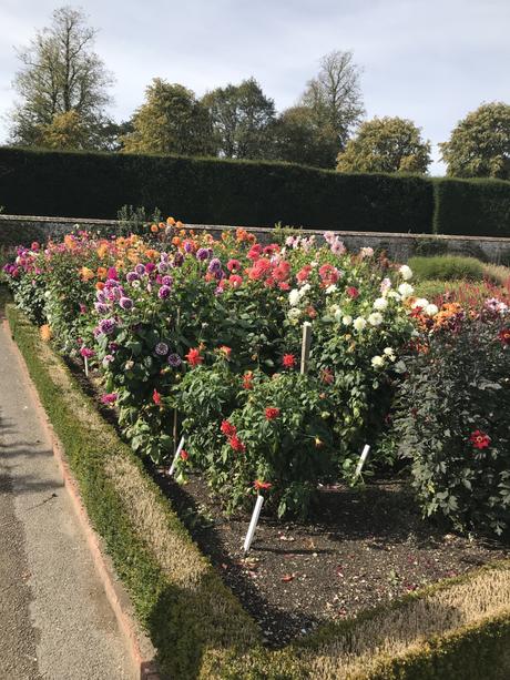 Plant Identifier App, Dahlias and West Dean Gardens.