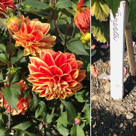 Plant Identifier App, Dahlias and West Dean Gardens.