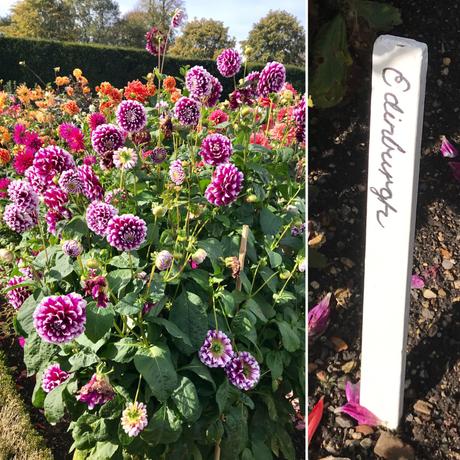 Plant Identifier App, Dahlias and West Dean Gardens.