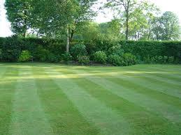 3 Tips to Caring for your Lawn