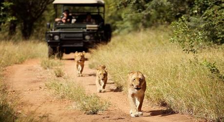 Kruger: The Best South Africa Safari Adventures