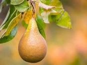 Fine Pear