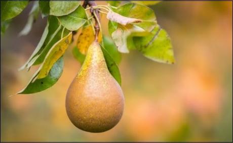 A Fine Pear