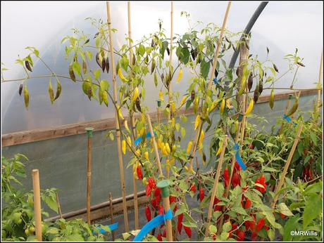 For the love of chillis...