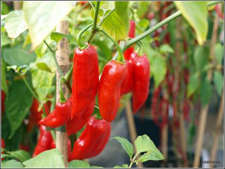 For the love of chillis...