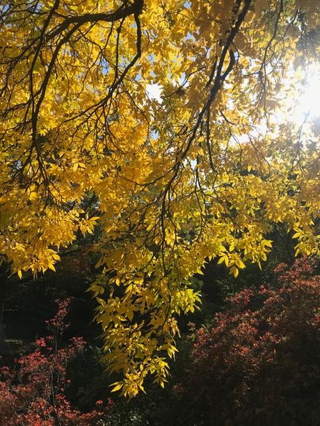 Autumn Treasures at the Sir Harold Hillier Gardens