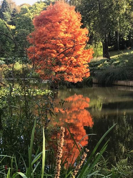 Autumn Treasures at the Sir Harold Hillier Gardens