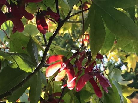 Autumn Treasures at the Sir Harold Hillier Gardens