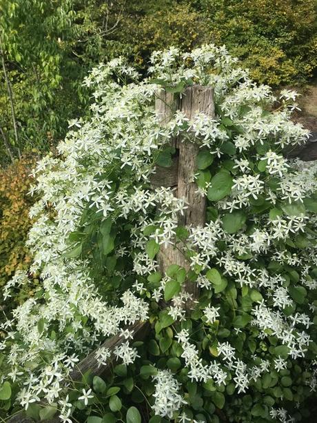 Autumn Treasures at the Sir Harold Hillier Gardens