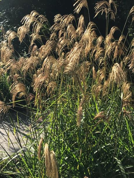 Autumn Treasures at the Sir Harold Hillier Gardens