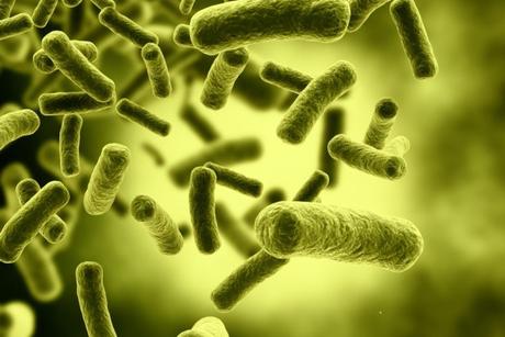 The Bacteria in Your Gut Controls Your Mind