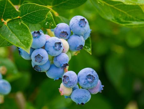 Top 5 Health Benefits Of Blueberries and Tasty Recipes