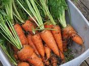 Carrots Endives