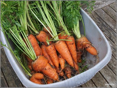 Carrots out and Endives in