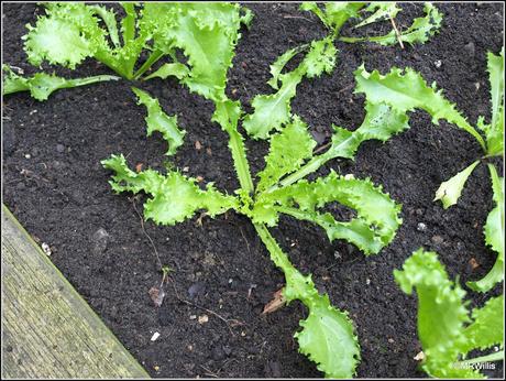 Carrots out and Endives in