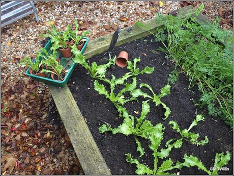 Carrots out and Endives in