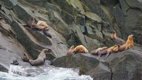 8 Photos of Animals in Alaska to Brighten Your Day
