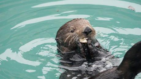 8 Photos of Animals in Alaska to Brighten Your Day