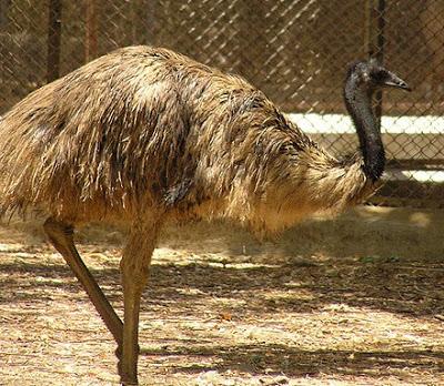 Emu runs on road in Barcelona - is killed accidentally !