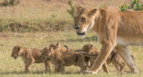 Your Monthly Guide to the Great Wildebeest Migration in Africa A Lion of the Masai Mara National Park in Kenya Africa