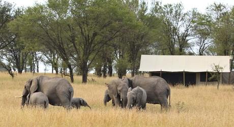 Your Monthly Guide to the Great Wildebeest Migration in Africa Enchanting Travels Tanzania Tours Serengeti Hotels kimondo-camp-elephants-grazing