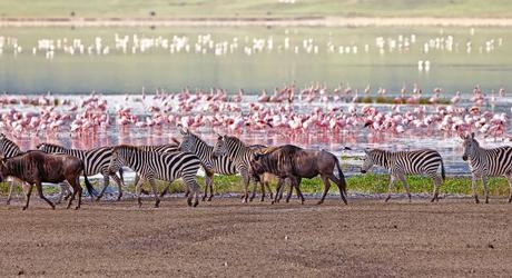 Your Monthly Guide to the Great Wildebeest Migration in Africa africa-tanzania-manyara-ngorongoro-zebras-flamingos-lake