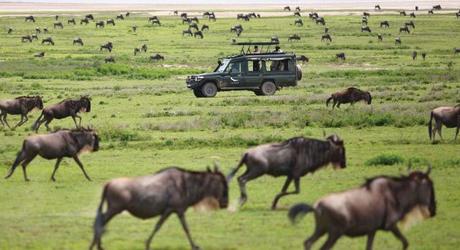 Your Monthly Guide to the Great Wildebeest Migration in Africa Your Monthly Guide to the Great Wildebeest Migration in Africa