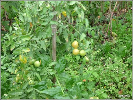 Courtmoor plot update