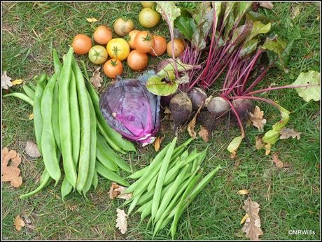 Courtmoor plot update